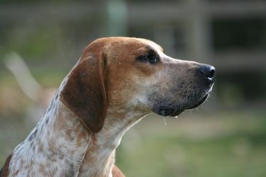 Granule Anglický foxhound