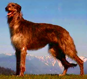 Granule Deerhound